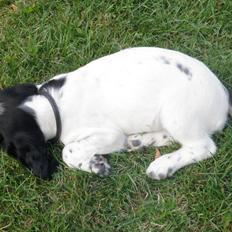 Field Trial spaniel Bella