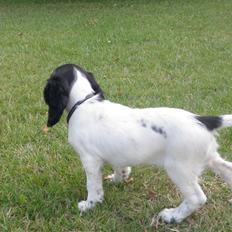 Field Trial spaniel Bella