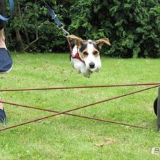 Jack russell terrier Lucky