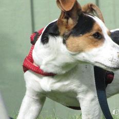 Jack russell terrier Lucky