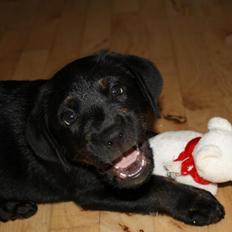 Blanding af racer Bane (*Bain*)