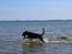 Blanding af racer Bell (labrador/boxer) - Vand hund!