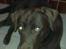 Labrador retriever Boogie