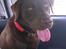 Labrador retriever Boogie