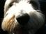 Bearded collie Savoy[Shetlanas Inside Player] - Billedet her er måske ikke i bedste kvalitet og i bedste lys. Men det er helt specielt for mig. Billedet er det sidste billede jeg tog af Savoy. Jeg elsker dig Dengse dreng (: