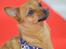 Blanding af racer Chihuahua/Dværgpinscher *~ Paya ~* R.I.P - Hej allesammen - Velkommen til min profil, mit navn er Paya! :o) 

(På billedet sidder Paya model for www.canini.dk d. 07.10.12, med en lækker sele fra Buddy Belt)