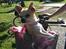 Chihuahua Joe - Joe på cykeltur. (Er han tit om sommeren, og han nyder det utroligt meget)