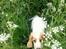Cocker spaniel Harley