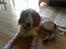 Cocker spaniel Harley