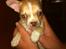 Chihuahua CHIHUAHUA OTTO