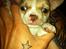 Chihuahua CHIHUAHUA OTTO