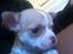 Chihuahua CHIHUAHUA OTTO