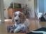 Cocker spaniel Harley