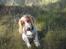 Cocker spaniel Harley