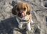 Blanding af racer Beagle/Shih tzu Mailo - 12 uger