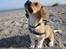 Blanding af racer Beagle/Shih tzu Mailo - 12 uger