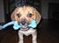 Blanding af racer Beagle/Shih tzu Mailo - 10 uger