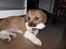 Blanding af racer Beagle/Shih tzu Mailo - 11 uger