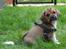 Blanding af racer Beagle/Shih tzu Mailo - 8 uger