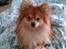 Blanding af racer Pomeranian/Papillon Jack - smukke hund <3
(2 år)