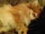 Blanding af racer Pomeranian/Papillon Jack - hygge sover tryne <3 (1½ år)