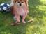 Blanding af racer Pomeranian/Papillon Jack - Rabarber er dejligt om sommeren i farmor og farfar's have :)
( 1½ år)