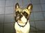 Fransk bulldog Jarno