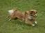 Nova scotia duck tolling retriever Redborn first Contact (Dixie) [Himmelhund] - Næsten 10 måneder