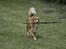 Nova scotia duck tolling retriever Redborn first Contact (Dixie) [Himmelhund] - Næsten 10 måneder