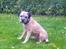 Border terrier Gizmo