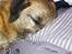 Border terrier Gizmo