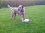 Border terrier Gizmo