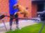 Border terrier Gizmo