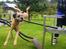 Border terrier Gizmo
