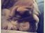 Engelsk bulldog Eigil