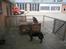 Blanding af racer Dina - Bella (svigerfars hund) er vist bange fir Dina ;P