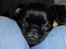 Griffon petit brabancon *~ Alma ~* R.I.P - "Jeg snupper lige en morfar.." :) 
23.10.12