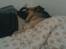 Blanding af racer Daisy - En rigtig hygge hund :)
