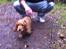 Cocker spaniel Kaylee