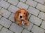 Cocker spaniel Kaylee
