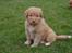 Nova scotia duck tolling retriever Alberte