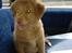 Nova scotia duck tolling retriever Alberte