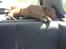 Nova scotia duck tolling retriever Alberte