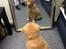 Nova scotia duck tolling retriever Alberte