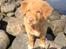 Nova scotia duck tolling retriever Alberte