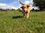 Nova scotia duck tolling retriever Alberte