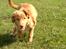 Nova scotia duck tolling retriever Alberte