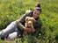 Nova scotia duck tolling retriever Alberte
