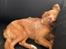 Nova scotia duck tolling retriever Alberte
