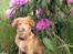 Nova scotia duck tolling retriever Alberte